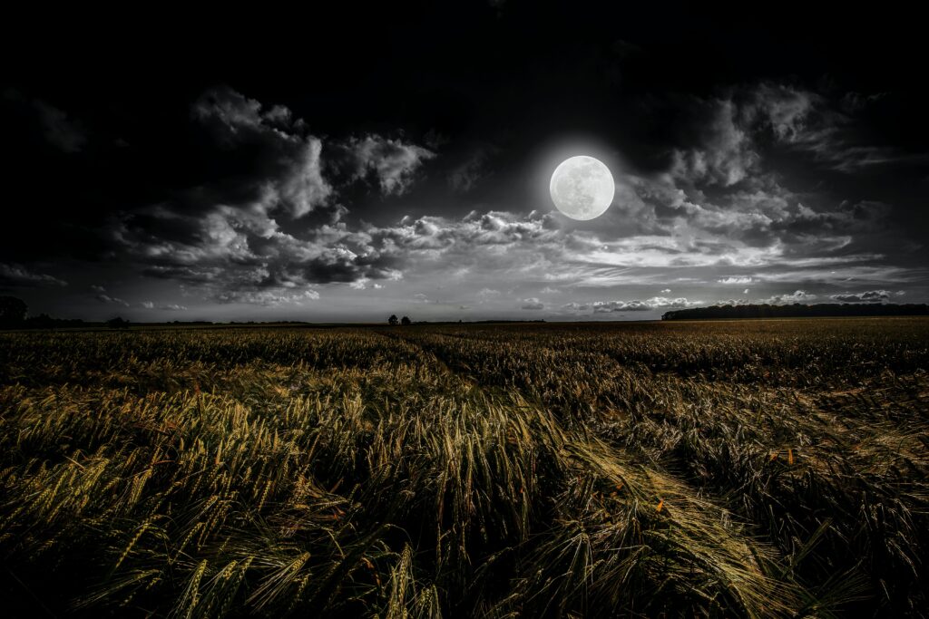 Ein Kornfeld bei Nacht, mit hellem Mondschein