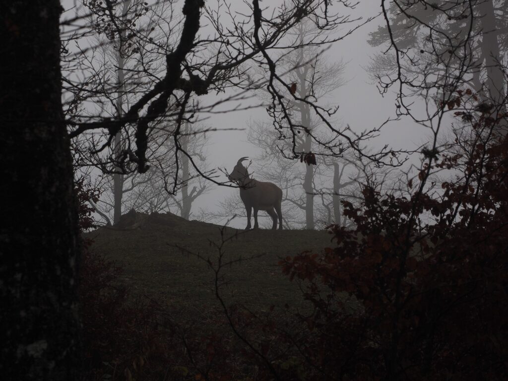 Eine Ziege im nebeligen und grusseligen Herbstwald ist zu sehen