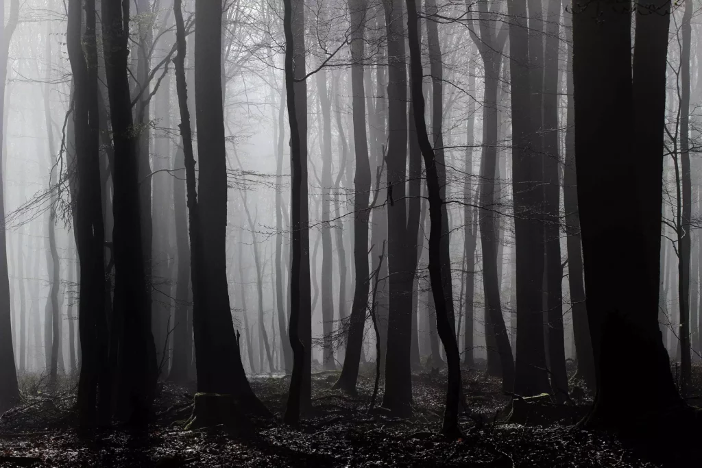 Ein Blick in einen nebeligen, dichten und unheimlichen Laubwald