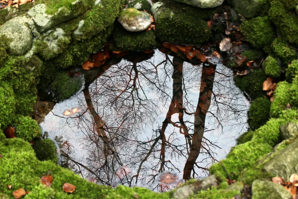 Ein Brunnen, der aus unförmigen steinen gemauert ist, auf denen Moos wächst. die Wasseroberfläche im Brunnen spiegelt die baume, die beim Brunnen wachsen