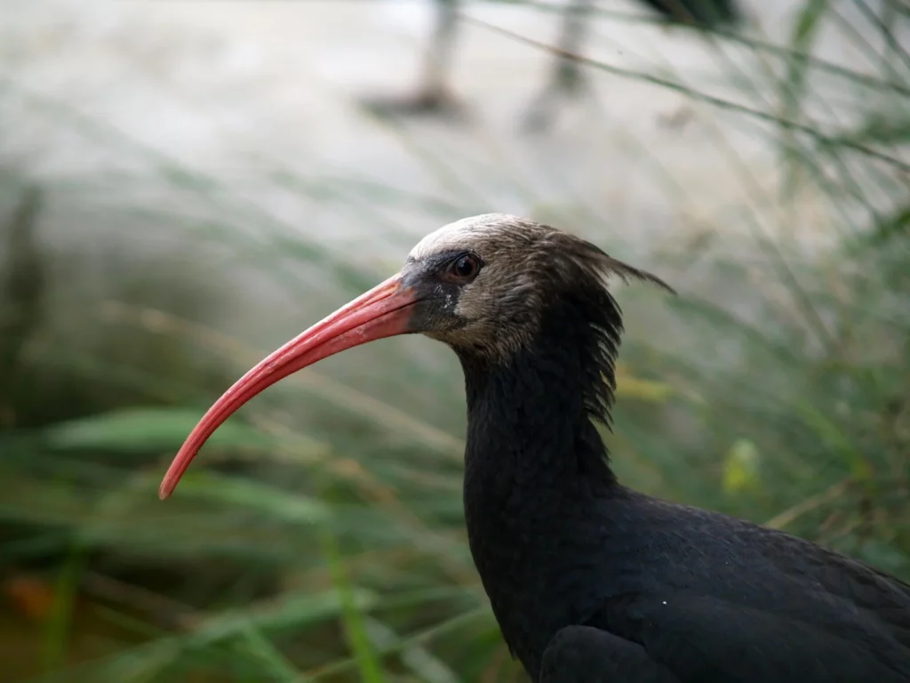 Ein großer Vogel mit einem langen roten Schnabel, einem weissen Kopf und einem schwarzgefiederten Körper.